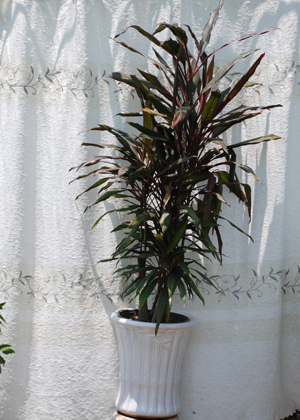 Huyết Dụ Phật Lá Nhỏ