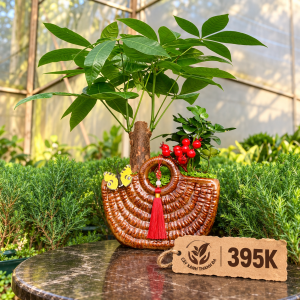 Chậu Cây Kim Ngân Tiểu Cảnh giỏ mây KNTC001-Cây Xanh Thanh Đa