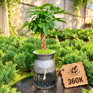 Chậu cây Kim Ngân tự tưới để bàn - Cây Xanh Thanh Đa