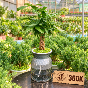Chậu cây Kim Ngân tự tưới để bàn - Cây Xanh Thanh Đa
