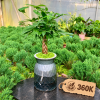 Chậu cây Kim Ngân tự tưới để bàn - Cây Xanh Thanh Đa