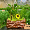 Chậu Trúc Phát Tài Phối Cau Tiểu Trâm TPTTC001 - Cây Xanh Thanh Đa
