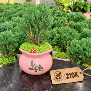 Chậu Cây Tùng Xanh để bàn phối tiểu cảnh - Cây Xanh Thanh Đa