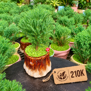Chậu Cây Tùng Xanh để bàn phối tiểu cảnh - Cây Xanh Thanh Đa