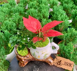 Chậu cây Vạn Lộc đỏ phối cây xanh để bàn trong chậu sứ trang trí – Cây Xanh Thanh Đa