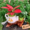 Chậu cây Vạn Lộc đỏ phối cây xanh để bàn trong chậu sứ trang trí – Cây Xanh Thanh Đa