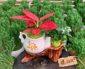 Chậu cây Vạn Lộc đỏ phối cây xanh để bàn trong chậu sứ trang trí – Cây Xanh Thanh Đa