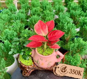 Chậu cây Vạn Lộc để bàn phối tiểu cảnh – Cây Xanh Thanh Đa