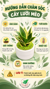 Chậu Cây Lưỡi Mèo để bàn LM001 - Cây Xanh Thanh Đa