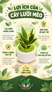 Chậu Cây Lưỡi Mèo để bàn LM001 - Cây Xanh Thanh Đa