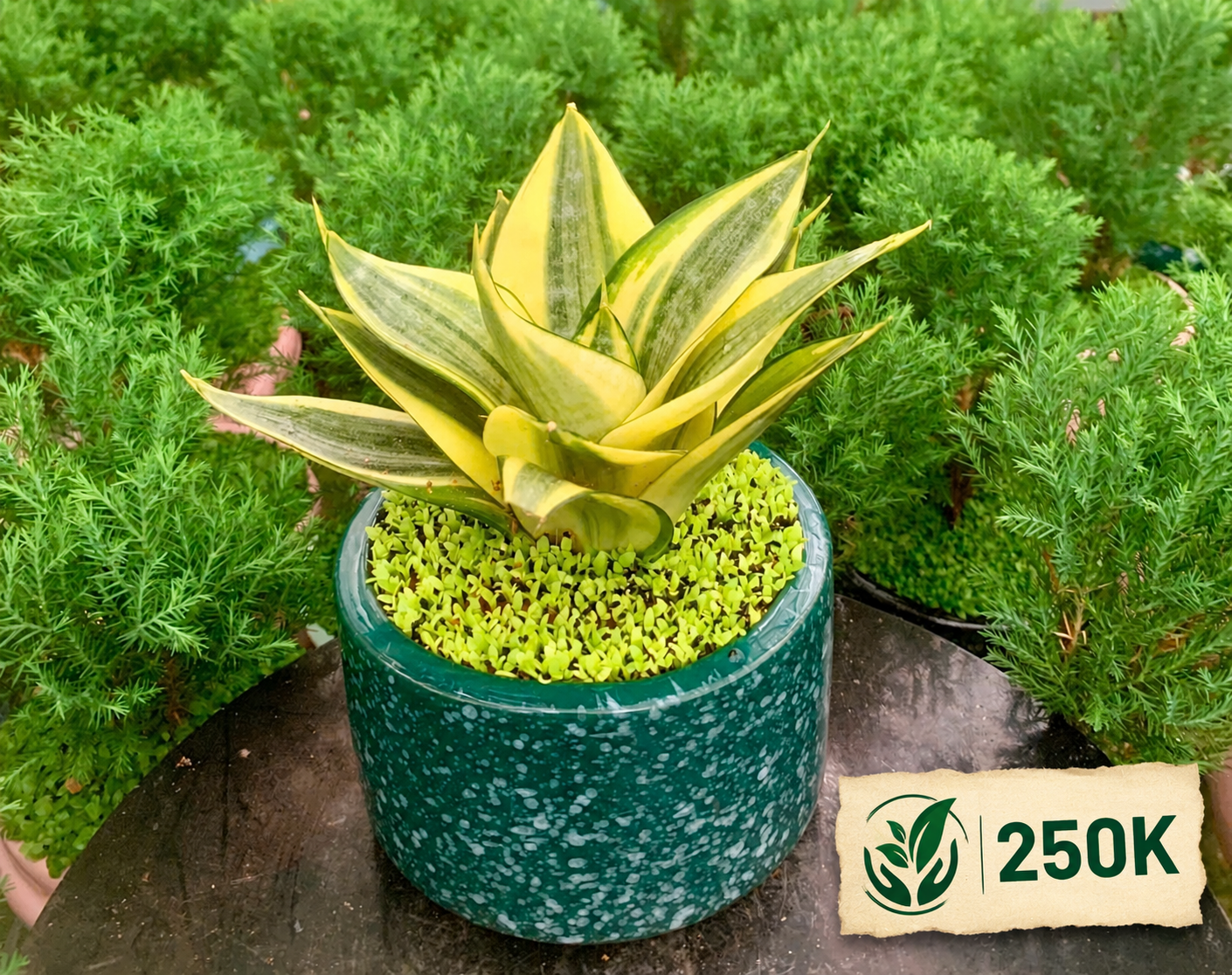chau-cay-luoi-meo-de-ban-lm001 Chậu Cây Lưỡi Mèo để bàn LM001 - Cây Xanh Thanh Đa