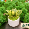 Chậu Cây Lưỡi Mèo để bàn LM001 - Cây Xanh Thanh Đa